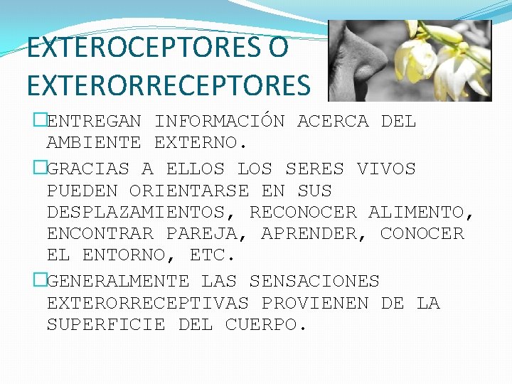 EXTEROCEPTORES O EXTERORRECEPTORES �ENTREGAN INFORMACIÓN ACERCA DEL AMBIENTE EXTERNO. �GRACIAS A ELLOS SERES VIVOS
