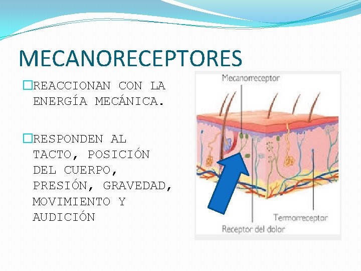 MECANORECEPTORES �REACCIONAN CON LA ENERGÍA MECÁNICA. �RESPONDEN AL TACTO, POSICIÓN DEL CUERPO, PRESIÓN, GRAVEDAD,