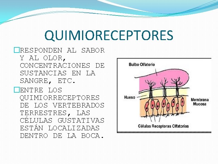 QUIMIORECEPTORES �RESPONDEN AL SABOR Y AL OLOR, CONCENTRACIONES DE SUSTANCIAS EN LA SANGRE, ETC.