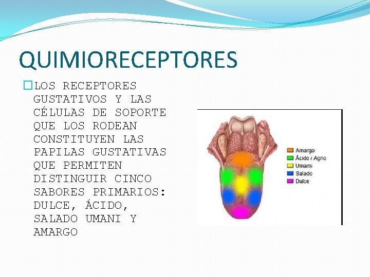 QUIMIORECEPTORES �LOS RECEPTORES GUSTATIVOS Y LAS CÉLULAS DE SOPORTE QUE LOS RODEAN CONSTITUYEN LAS