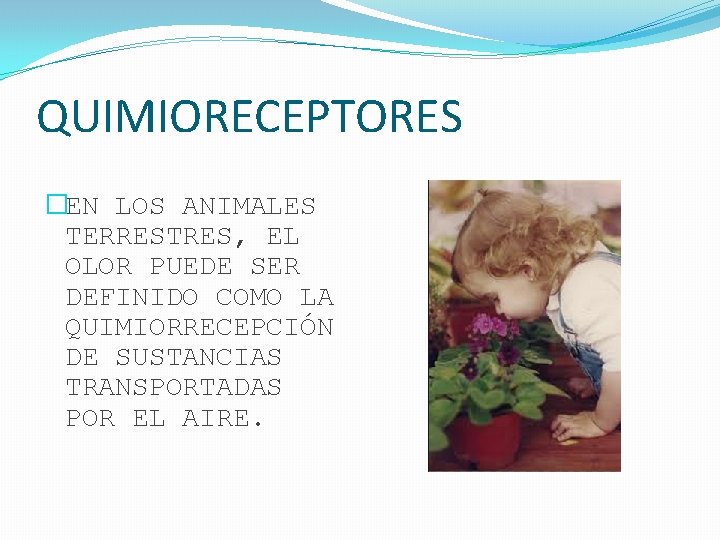 QUIMIORECEPTORES �EN LOS ANIMALES TERRESTRES, EL OLOR PUEDE SER DEFINIDO COMO LA QUIMIORRECEPCIÓN DE