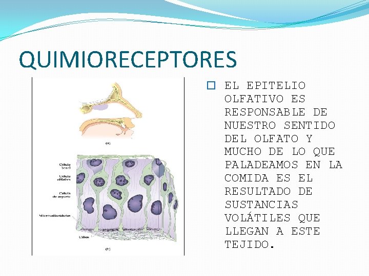 QUIMIORECEPTORES � EL EPITELIO OLFATIVO ES RESPONSABLE DE NUESTRO SENTIDO DEL OLFATO Y MUCHO