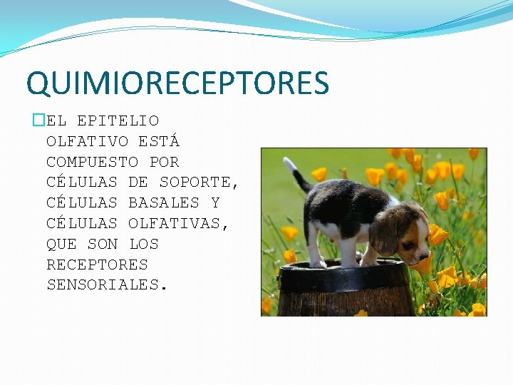 QUIMIORECEPTORES �EL EPITELIO OLFATIVO ESTÁ COMPUESTO POR CÉLULAS DE SOPORTE, CÉLULAS BASALES Y CÉLULAS