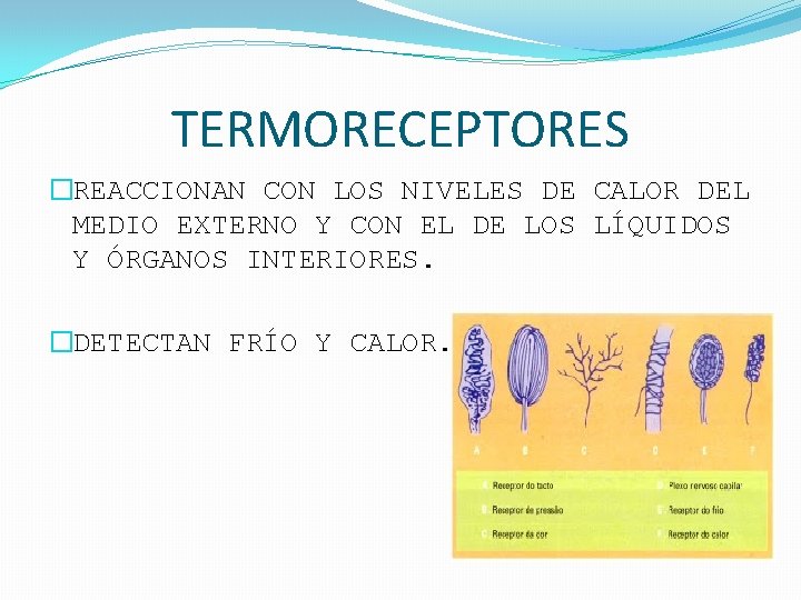 TERMORECEPTORES �REACCIONAN CON LOS NIVELES DE CALOR DEL MEDIO EXTERNO Y CON EL DE