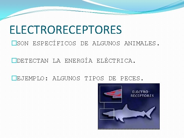 ELECTRORECEPTORES �SON ESPECÍFICOS DE ALGUNOS ANIMALES. �DETECTAN LA ENERGÍA ELÉCTRICA. �EJEMPLO: ALGUNOS TIPOS DE