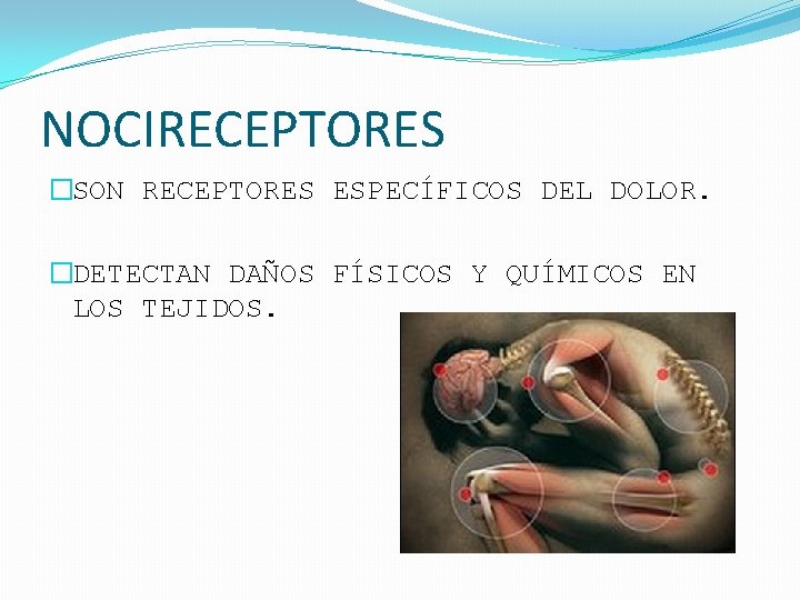 NOCIRECEPTORES �SON RECEPTORES ESPECÍFICOS DEL DOLOR. �DETECTAN DAÑOS FÍSICOS Y QUÍMICOS EN LOS TEJIDOS.