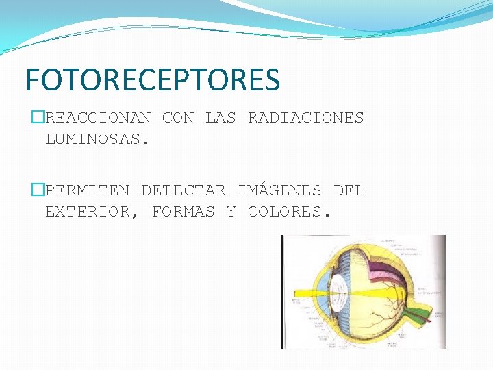 FOTORECEPTORES �REACCIONAN CON LAS RADIACIONES LUMINOSAS. �PERMITEN DETECTAR IMÁGENES DEL EXTERIOR, FORMAS Y COLORES.