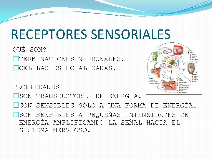 RECEPTORES SENSORIALES QUÉ SON? �TERMINACIONES NEURONALES. �CÉLULAS ESPECIALIZADAS. PROPIEDADES �SON TRANSDUCTORES DE ENERGÍA. �SON