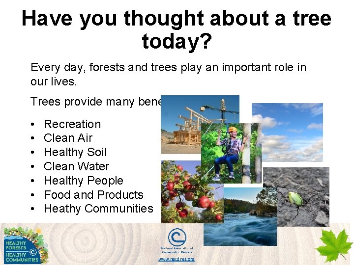 Have you thought about a tree today? Every day, forests and trees play an