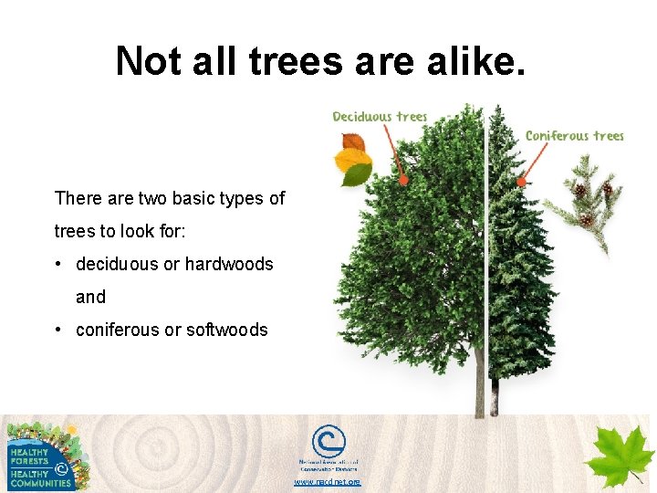 Not all trees are alike. There are two basic types of trees to look