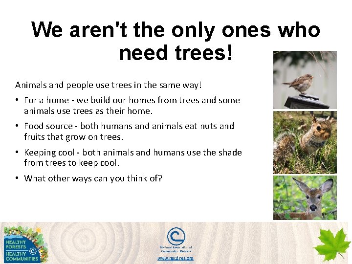 We aren't the only ones who need trees! Animals and people use trees in