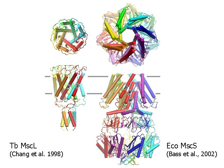 Tb Msc. L (Chang et al. 1998) Eco Msc. S (Bass et al. , Tb Msc. L (Chang et al. 1998) Eco Msc. S (Bass et al. ,