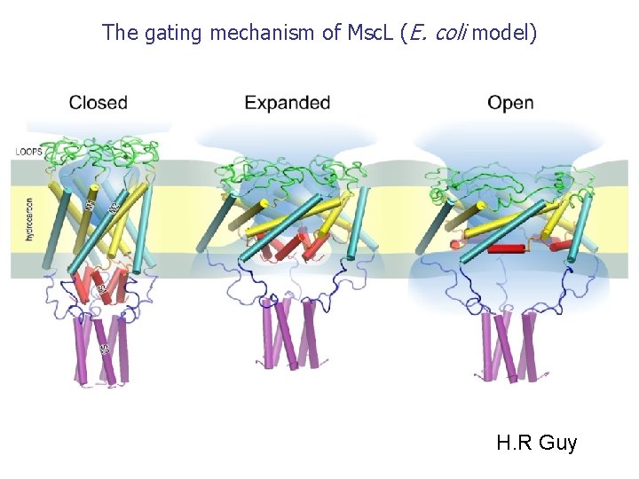 The gating mechanism of Msc. L (E. coli model) H. R Guy The gating mechanism of Msc. L (E. coli model) H. R Guy