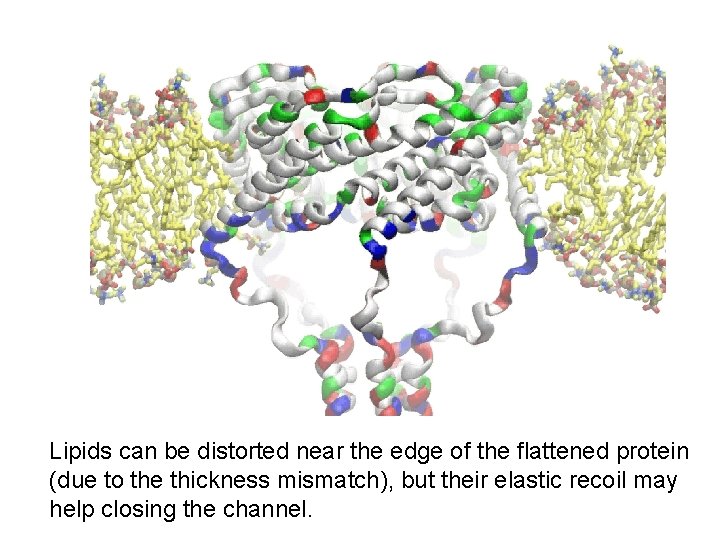 Lipids can be distorted near the edge of the flattened protein (due to the Lipids can be distorted near the edge of the flattened protein (due to the