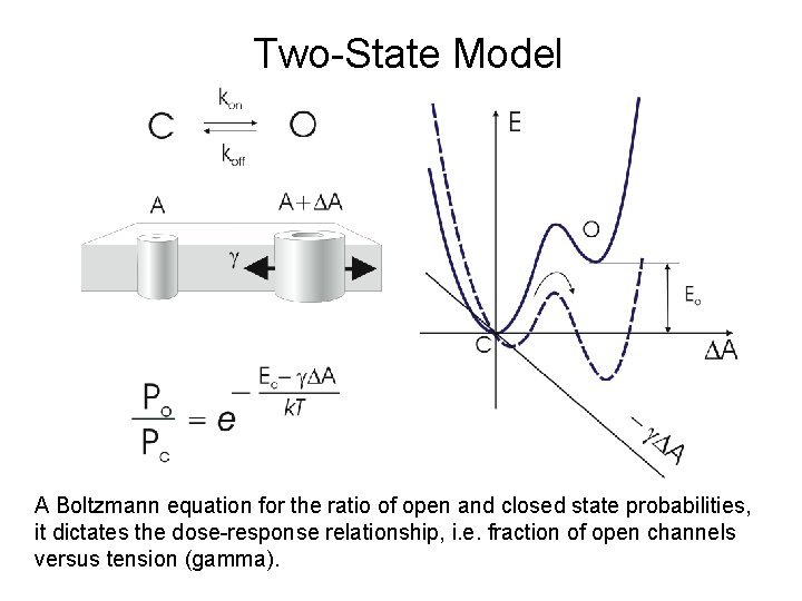 Two-State Model A Boltzmann equation for the ratio of open and closed state probabilities, Two-State Model A Boltzmann equation for the ratio of open and closed state probabilities,