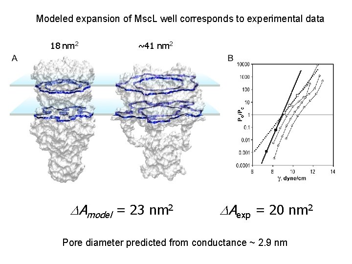 Modeled expansion of Msc. L well corresponds to experimental data 18 nm 2 ~41 Modeled expansion of Msc. L well corresponds to experimental data 18 nm 2 ~41