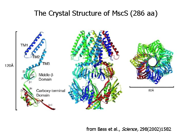 The Crystal Structure of Msc. S (286 aa) from Bass et al. , Science, The Crystal Structure of Msc. S (286 aa) from Bass et al. , Science,