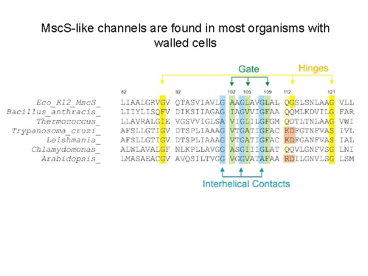 Msc. S-like channels are found in most organisms with walled cells Msc. S-like channels are found in most organisms with walled cells