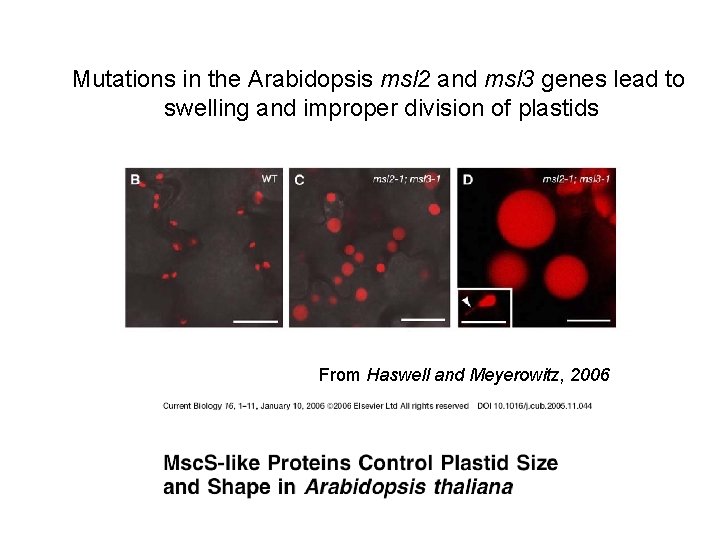 Mutations in the Arabidopsis msl 2 and msl 3 genes lead to swelling and Mutations in the Arabidopsis msl 2 and msl 3 genes lead to swelling and