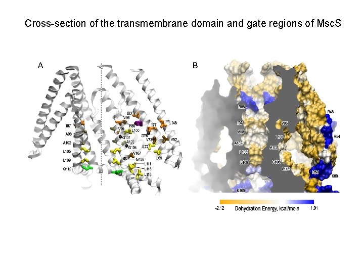 Cross-section of the transmembrane domain and gate regions of Msc. S Cross-section of the transmembrane domain and gate regions of Msc. S
