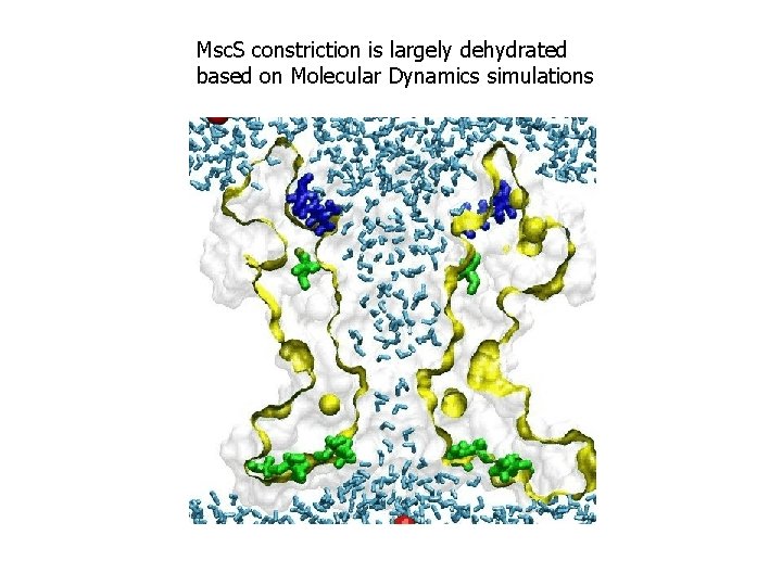 Msc. S constriction is largely dehydrated based on Molecular Dynamics simulations Msc. S constriction is largely dehydrated based on Molecular Dynamics simulations