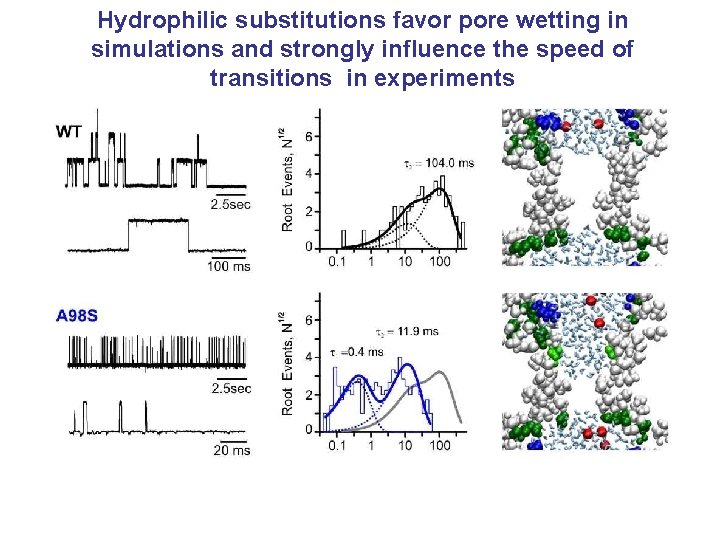 Hydrophilic substitutions favor pore wetting in simulations and strongly influence the speed of transitions Hydrophilic substitutions favor pore wetting in simulations and strongly influence the speed of transitions
