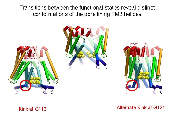 Transitions between the functional states reveal distinct conformations of the pore lining TM 3 Transitions between the functional states reveal distinct conformations of the pore lining TM 3