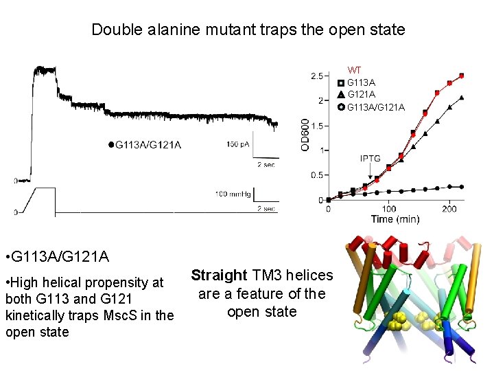 Double alanine mutant traps the open state WT G 113 A G 121 A Double alanine mutant traps the open state WT G 113 A G 121 A
