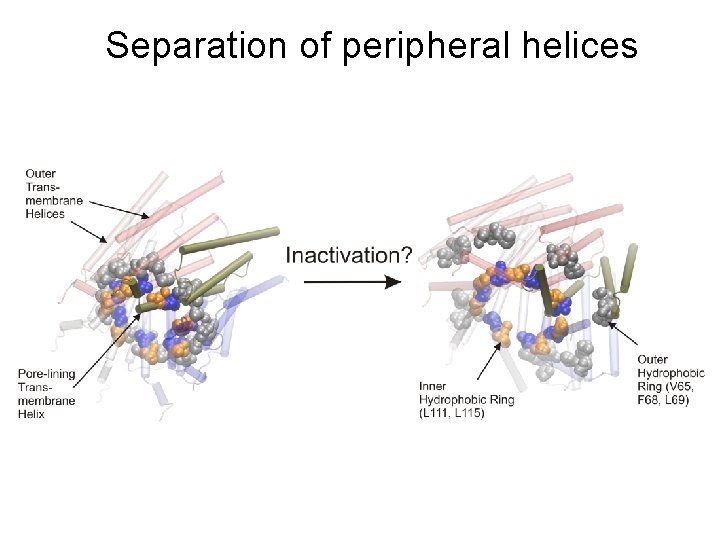 Separation of peripheral helices Separation of peripheral helices