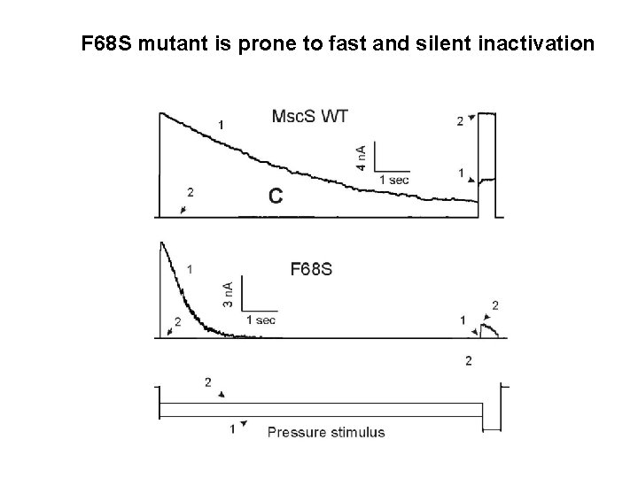 F 68 S mutant is prone to fast and silent inactivation F 68 S mutant is prone to fast and silent inactivation