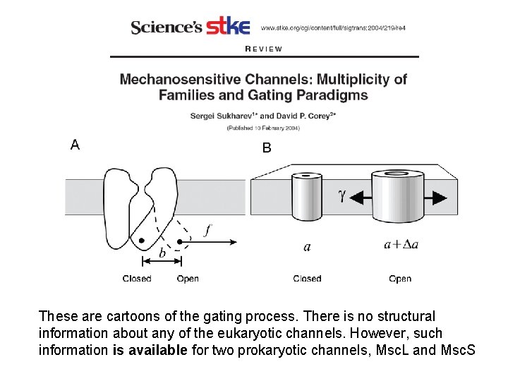 These are cartoons of the gating process. There is no structural information about any These are cartoons of the gating process. There is no structural information about any