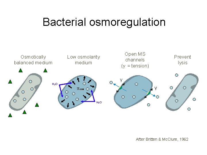 Bacterial osmoregulation Osmotically balanced medium Low osmolarity medium Open MS channels (γ = tension) Bacterial osmoregulation Osmotically balanced medium Low osmolarity medium Open MS channels (γ = tension)
