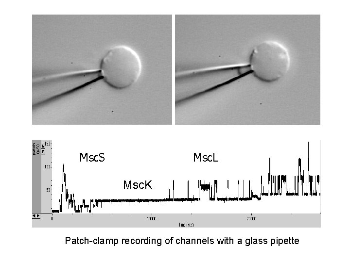 Msc. S Msc. L Msc. K Patch-clamp recording of channels with a glass pipette Msc. S Msc. L Msc. K Patch-clamp recording of channels with a glass pipette