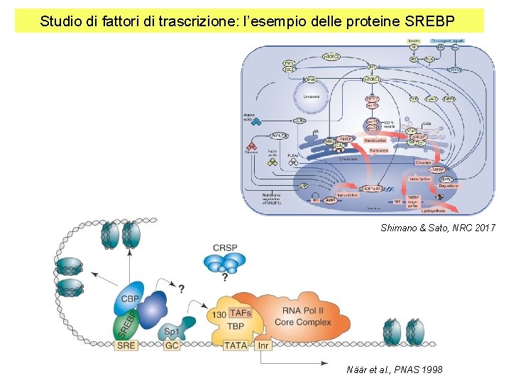 Studio di fattori di trascrizione: l’esempio delle proteine SREBP Shimano & Sato, NRC 2017