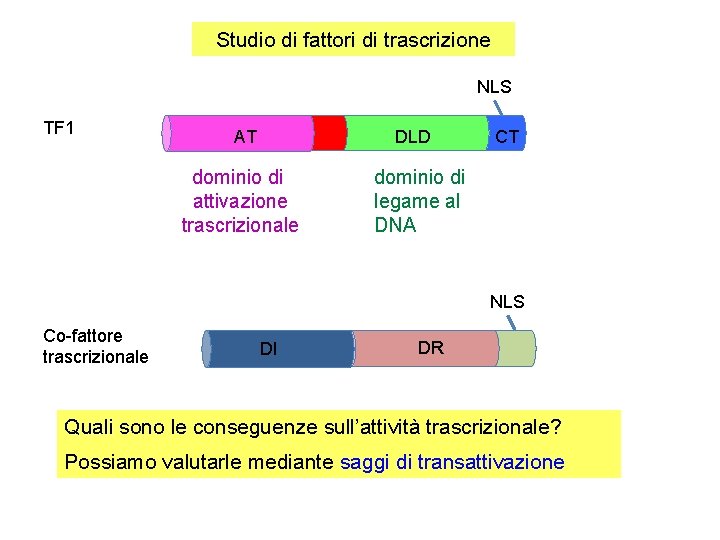 Studio di fattori di trascrizione NLS TF 1 DLD AT dominio di attivazione trascrizionale