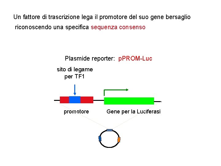 Un fattore di trascrizione lega il promotore del suo gene bersaglio riconoscendo una specifica