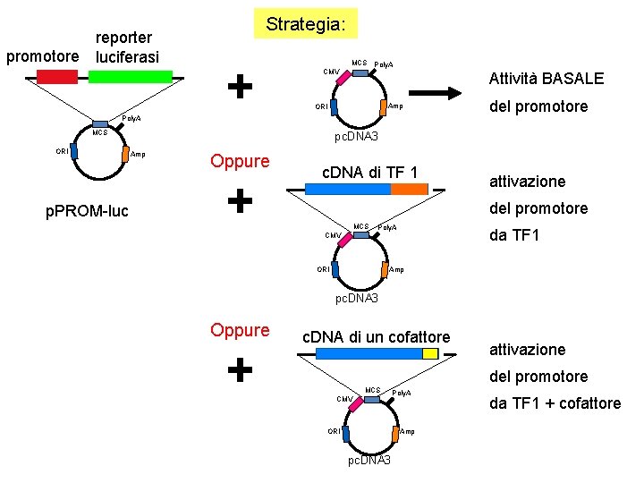 reporter promotore luciferasi Strategia: + CMV MCS Poly. A Attività BASALE Amp ORI Poly.