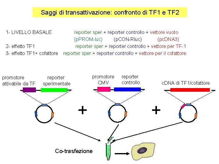 Saggi di transattivazione: confronto di TF 1 e TF 2 1 - LIVELLO BASALE