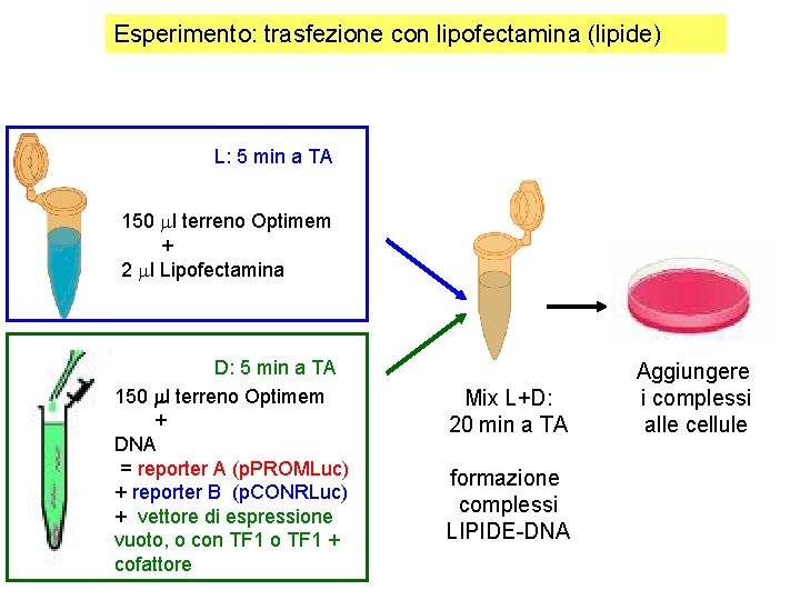Esperimento: trasfezione con lipofectamina (lipide) L: 5 min a TA 150 l terreno Optimem