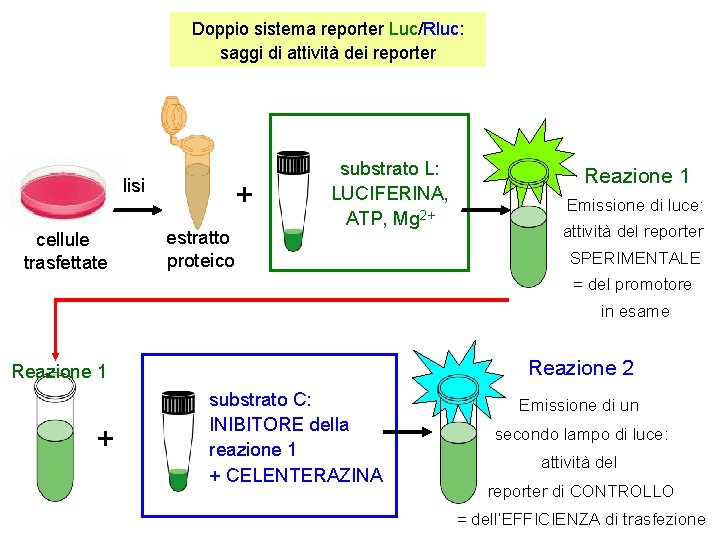 Doppio sistema reporter Luc/Rluc: saggi di attività dei reporter lisi cellule trasfettate + estratto