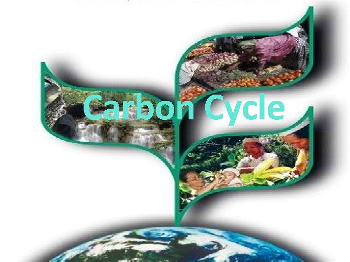 Carbon Cycle 