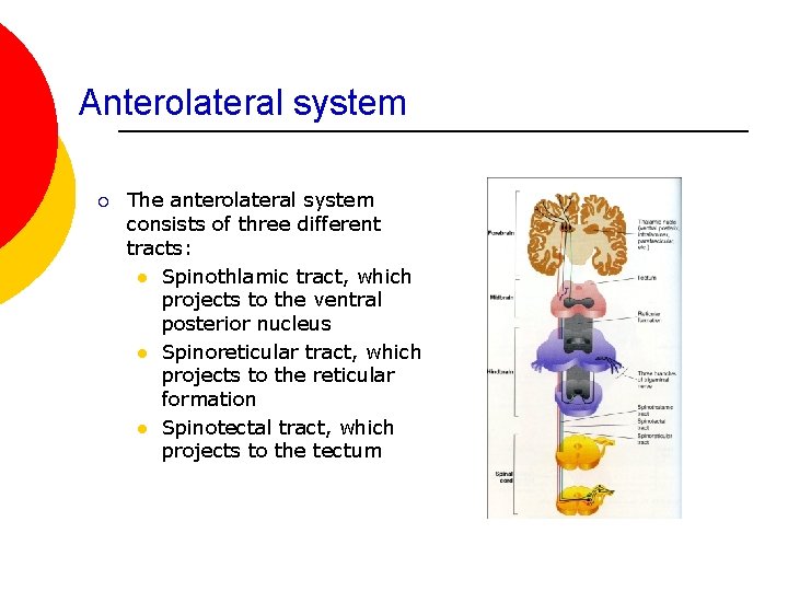 Anterolateral system ¡ The anterolateral system consists of three different tracts: l Spinothlamic tract,