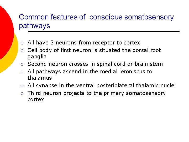 Common features of conscious somatosensory pathways ¡ ¡ ¡ All have 3 neurons from