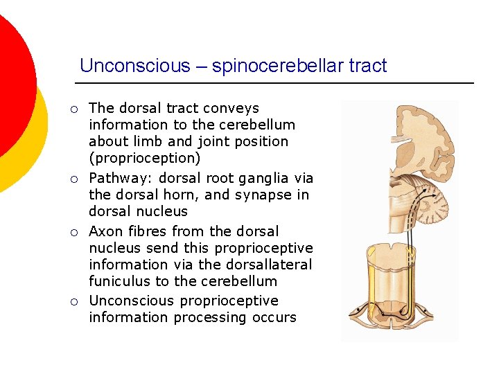 Unconscious – spinocerebellar tract ¡ ¡ The dorsal tract conveys information to the cerebellum