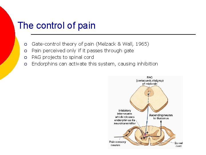 The control of pain ¡ ¡ Gate-control theory of pain (Melzack & Wall, 1965)