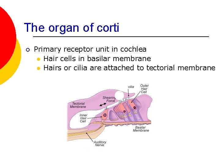 The organ of corti ¡ Primary receptor unit in cochlea l Hair cells in