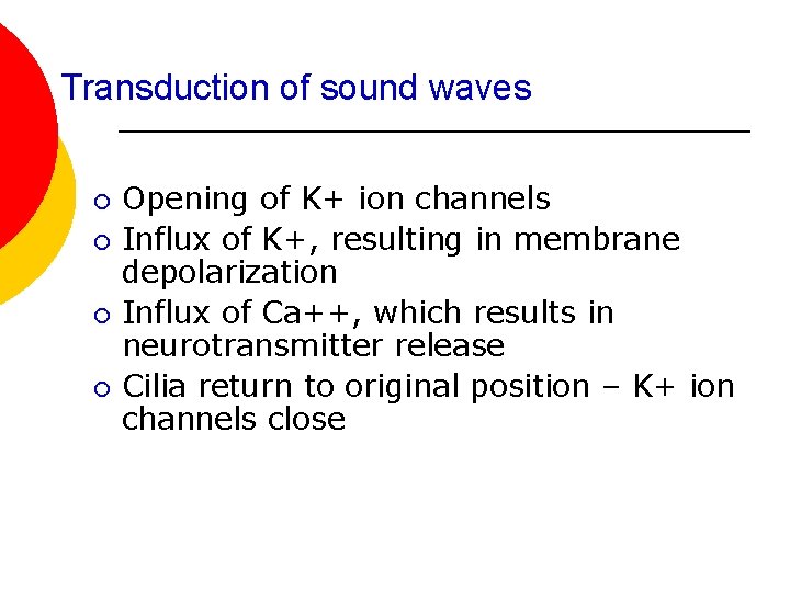 Transduction of sound waves ¡ ¡ Opening of K+ ion channels Influx of K+,