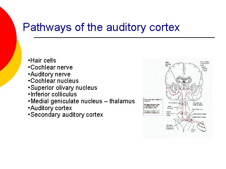 Pathways of the auditory cortex • Hair cells • Cochlear nerve • Auditory nerve