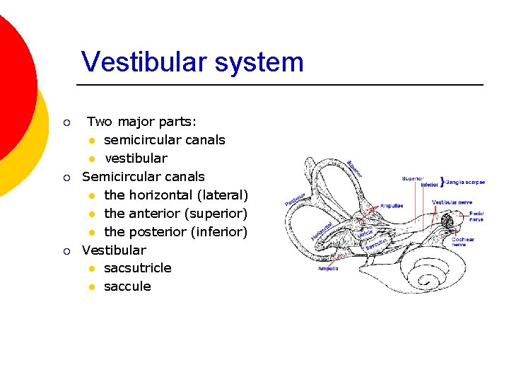 Vestibular system ¡ ¡ ¡ Two major parts: l semicircular canals l vestibular Semicircular