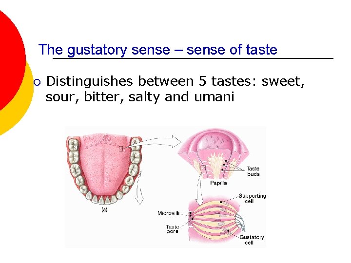 The gustatory sense – sense of taste ¡ Distinguishes between 5 tastes: sweet, sour,